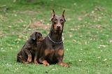 DOBERMANN 324